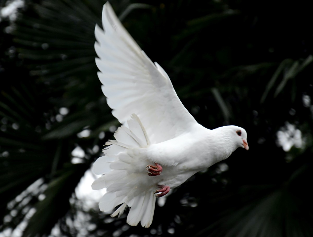 White Dove in flight